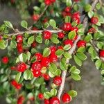 Cotoneaster nan-shan ഫലം