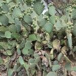 Opuntia leucotricha Blad