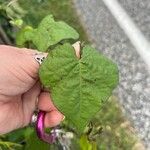 Ipomoea lacunosa Blatt