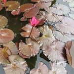 Nymphaea rubra Virág