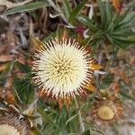 Carlina salicifolia Цветок