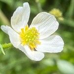 Ranunculus kuepferi Flor