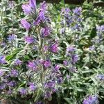 Echium sabulicolaЦветок