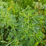 Trigonella foenum-graecum पत्ता