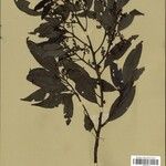 Ocotea neesiana Hoja