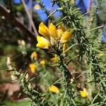 Ulex minorBlomst