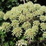 Angelica atropurpurea Fruto