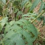 Echinops exaltatus Foglia