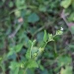 Croton trinitatis Blüte