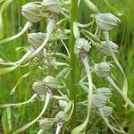 Himantoglossum hircinum Λουλούδι