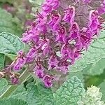 Teucrium hircanicum Flower