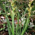 Chamorchis alpina Habitus