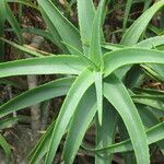 Aloe striatula ᱥᱟᱠᱟᱢ