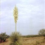 Yucca elata Vekstform