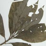 Ocotea amazonica Máis