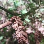 Achyrospermum urens Fruto