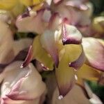 Hesperoyucca whipplei Blüte