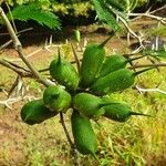 Jatropha curcas Fruit