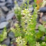 Lepidium campestre Flower