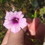 Ipomoea cairica പുഷ്പം