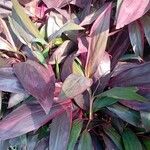 Cordyline fruticosa ഇല