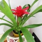 Guzmania spp. Συνήθη χαρακτηριστικά