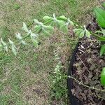 Salvia discolor Feuille