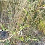 Epilobium brachycarpum Levél