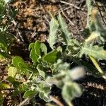 Oenothera albicaulis 叶