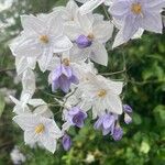 Solanum bonariense Flower