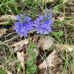 Veronica orsiniana Blüte