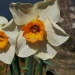 Narcissus × medioluteus Blomma