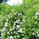 Rosa multiflora Συνήθη χαρακτηριστικά