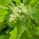 Chenopodium ficifolium Ovoce