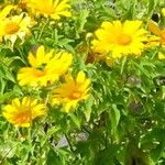 Tithonia diversifolia Цветок