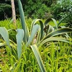 Agave americana Лист