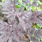 Actaea racemosa Blatt