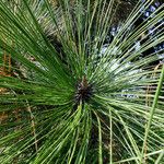 Pinus hartwegii Folha