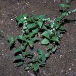 Priva lappulacea 形态