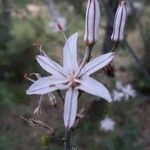 Asphodelus aestivus Kvet