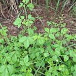 Cleome aculeata Habit