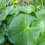 Ranunculus thora Blad