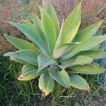 Agave attenuata Blatt