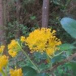 Azara dentata Floare