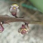 Bulbophyllum falcatumKwiat