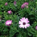 Osteospermum spp. Costuma