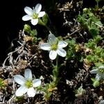 Arenaria ligericina Habit