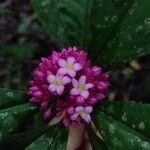 Ardisia opegrapha Flower