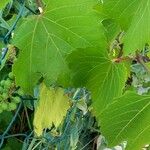 Vitis riparia পাতা