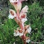 Orobanche crenata Flower